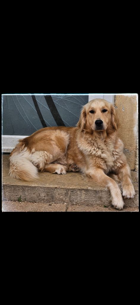 Les Golden Retriever de l'affixe Du Diamant Des Neiges