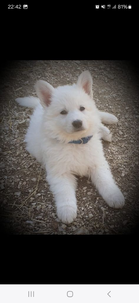 Du Diamant Des Neiges - Chiot disponible  - Berger Blanc Suisse