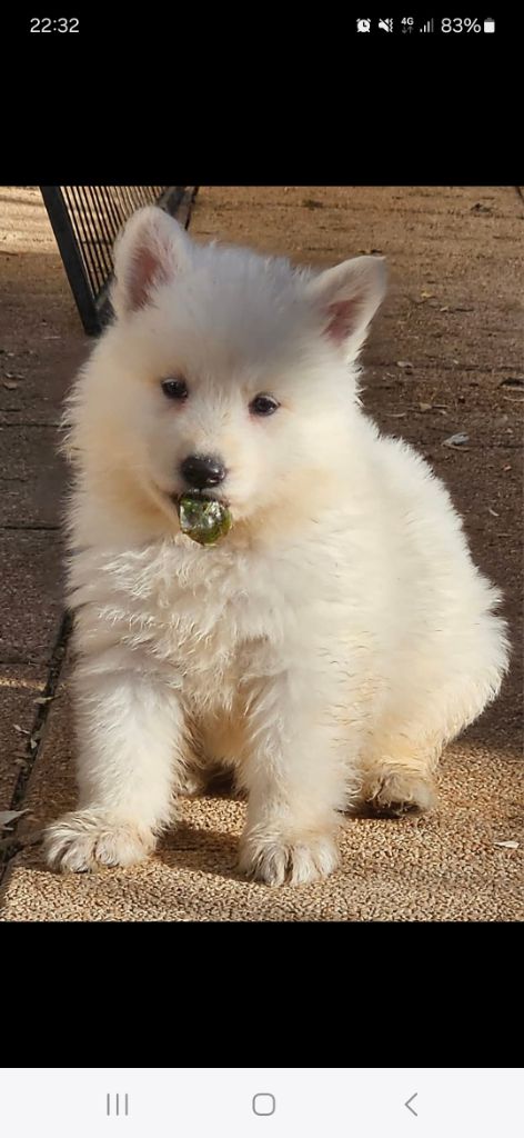 Du Diamant Des Neiges - Chiot disponible  - Berger Blanc Suisse