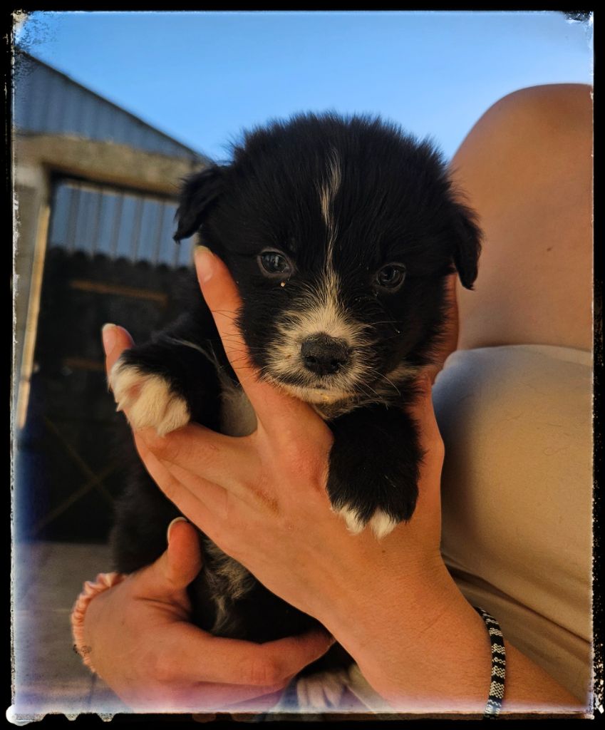 Du Diamant Des Neiges - Chiot disponible  - Berger Australien