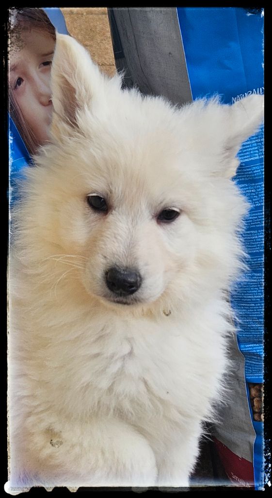 Du Diamant Des Neiges - Chiot disponible  - Berger Blanc Suisse