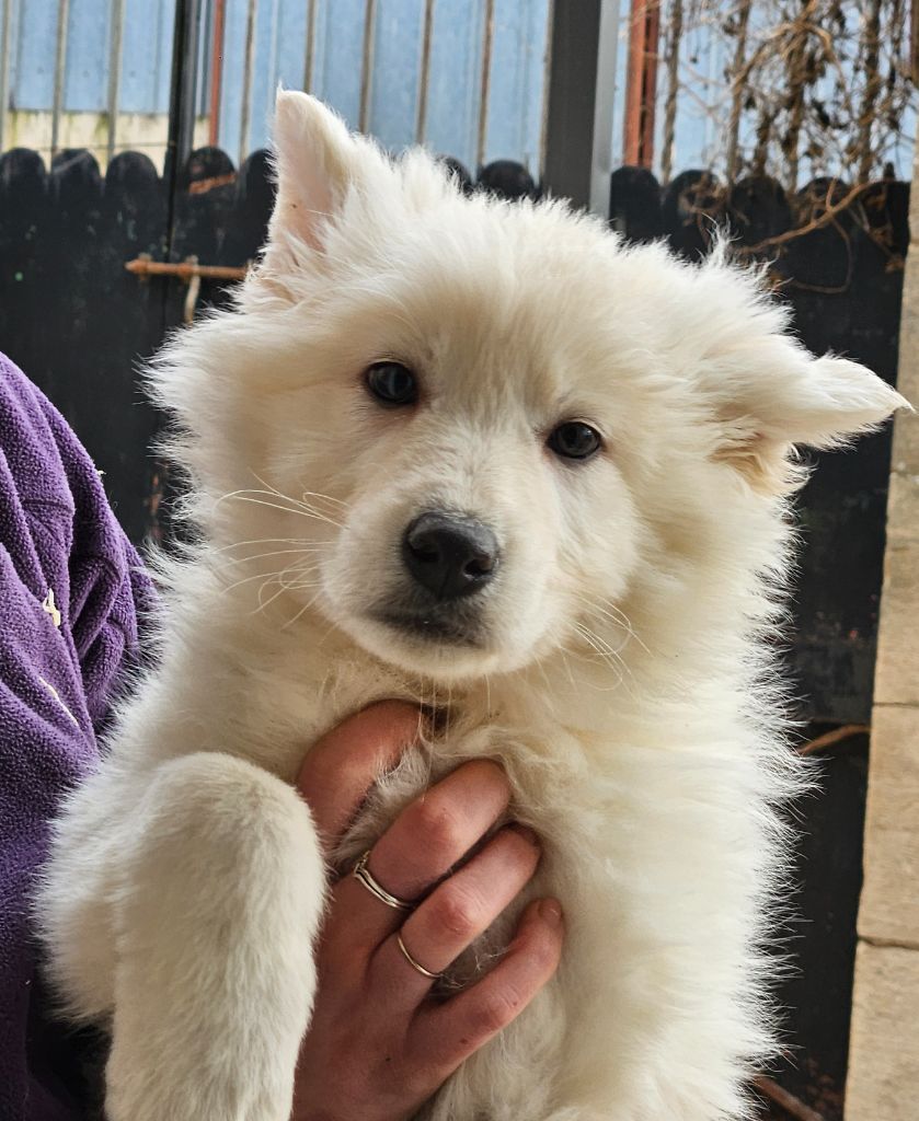 Du Diamant Des Neiges - Chiot disponible  - Berger Blanc Suisse