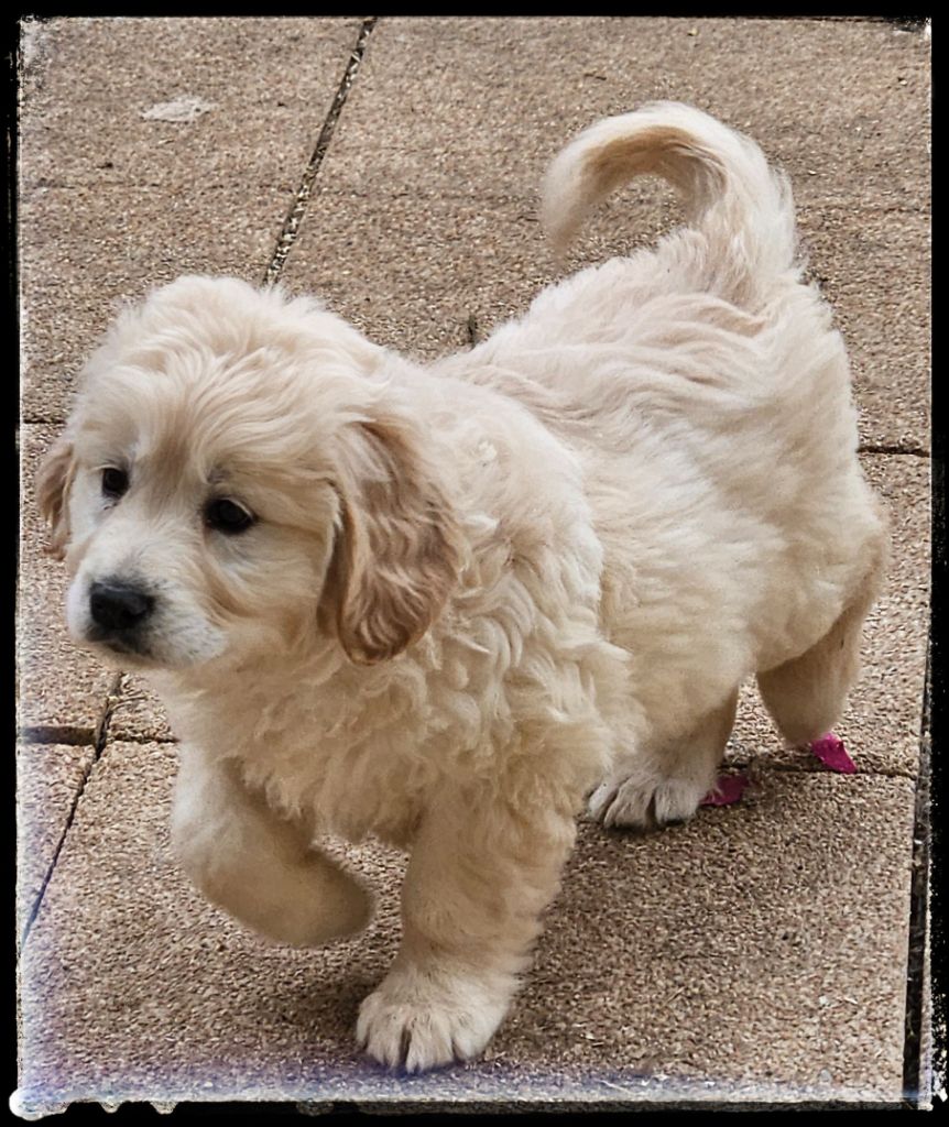 Du Diamant Des Neiges - Chiot disponible  - Golden Retriever