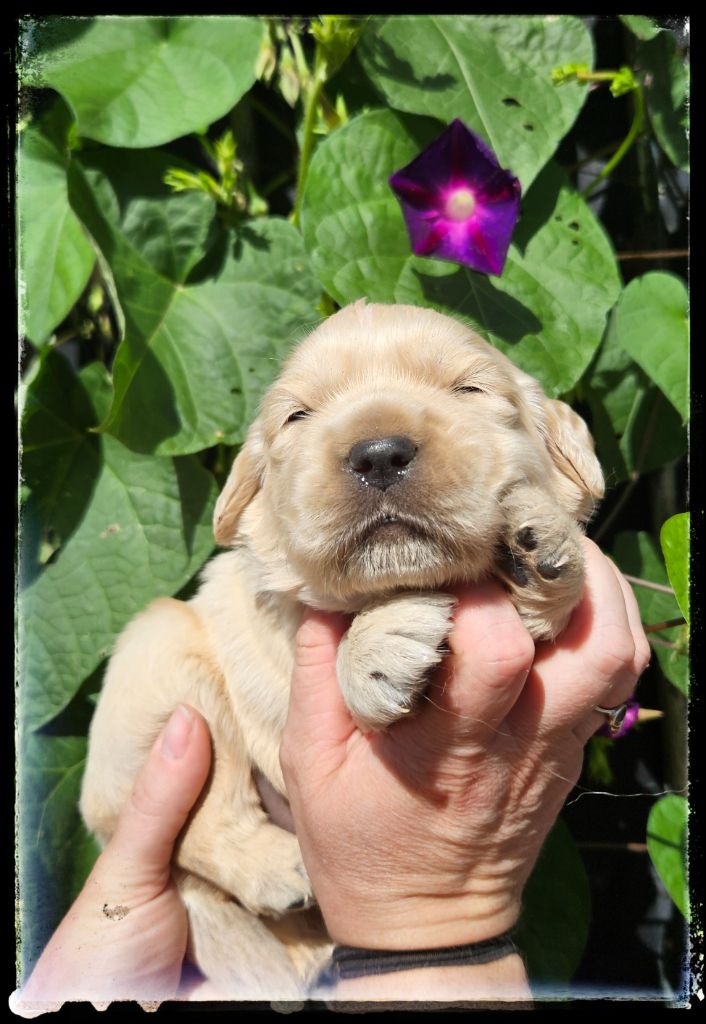 Du Diamant Des Neiges - Chiot disponible  - Golden Retriever