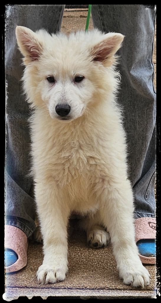 Du Diamant Des Neiges - Chiot disponible  - Berger Blanc Suisse