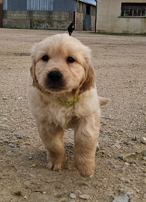 Du Diamant Des Neiges - Golden Retriever - Portée née le 23/06/2024