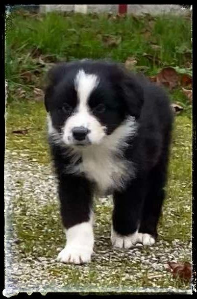 Du Diamant Des Neiges - Chiot disponible  - Berger Australien