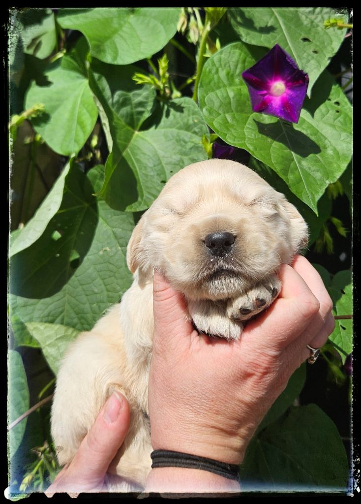 Du Diamant Des Neiges - Chiot disponible  - Golden Retriever