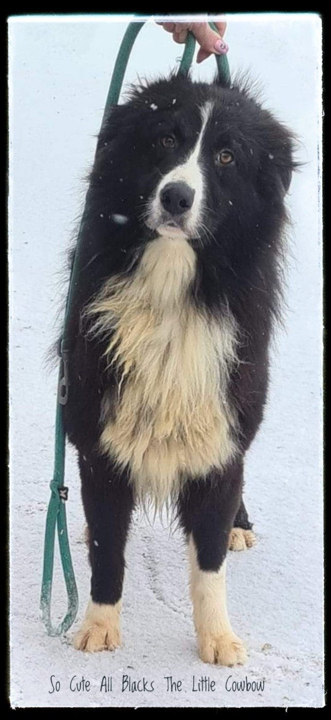 So cute all blacks Little Cowboy