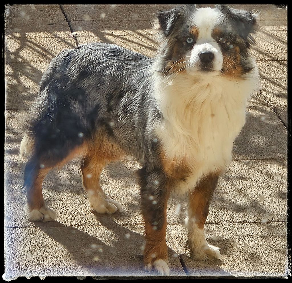 Un petit bijou fendie Du Diamant Des Neiges