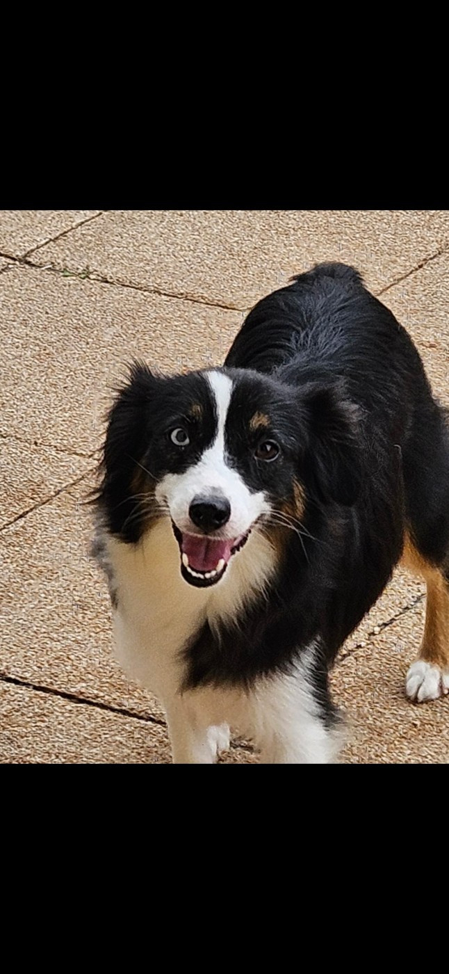 Schtroumpfette Du Diamant Des Neiges