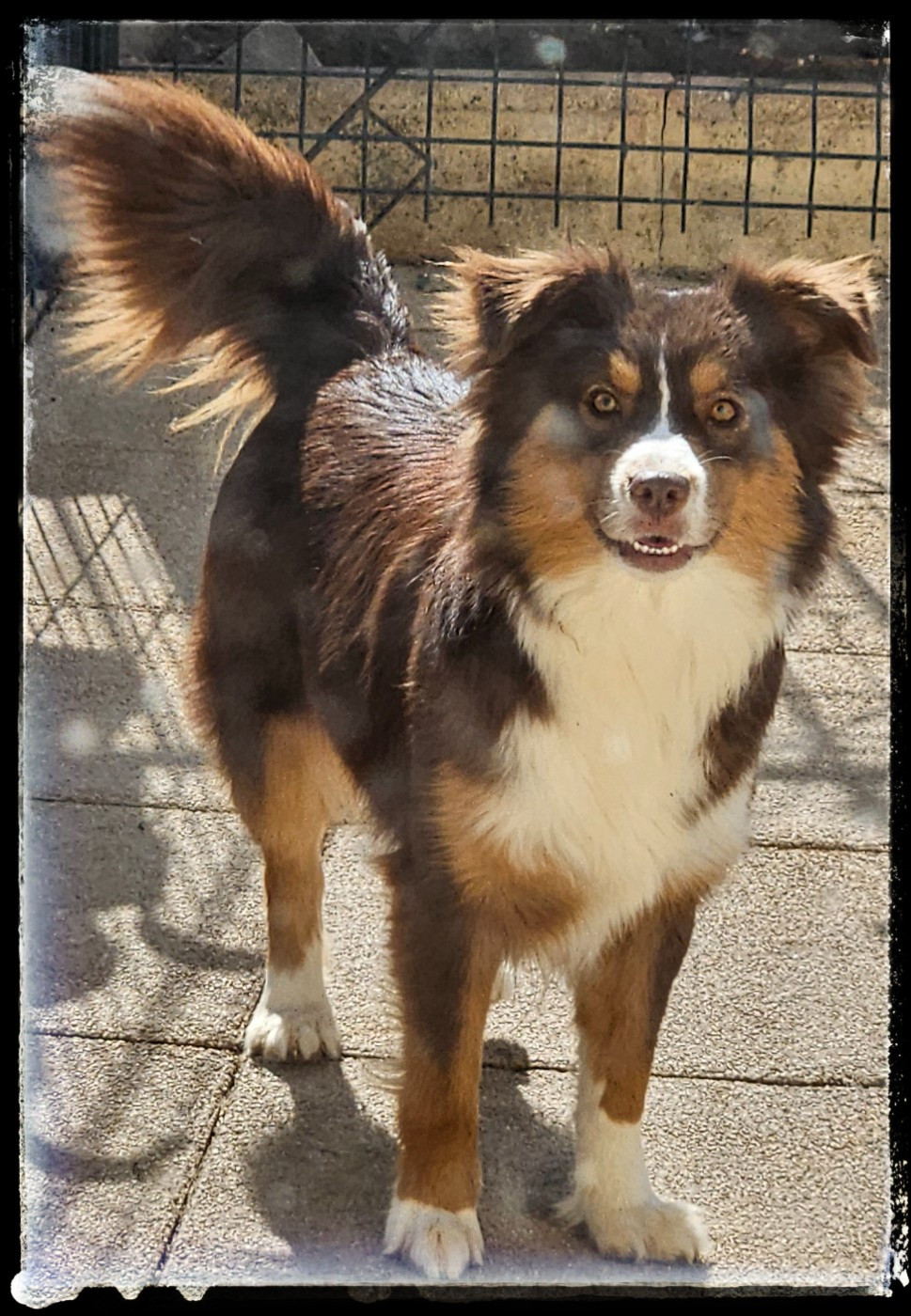 Very irresistible maya Du Diamant Des Neiges