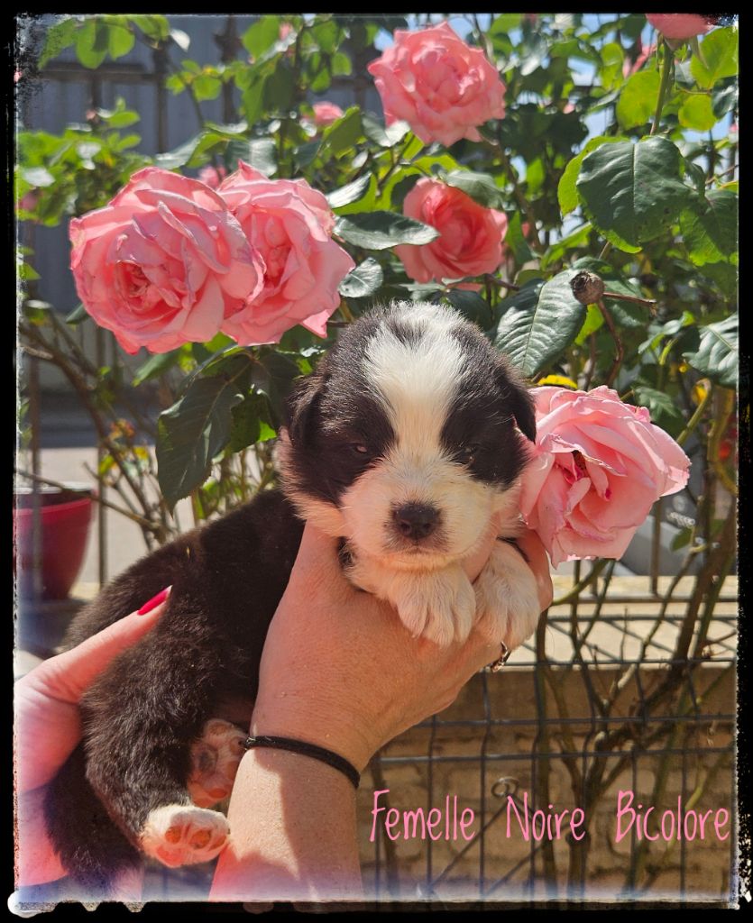 Du Diamant Des Neiges - Chiots disponibles - Berger Australien