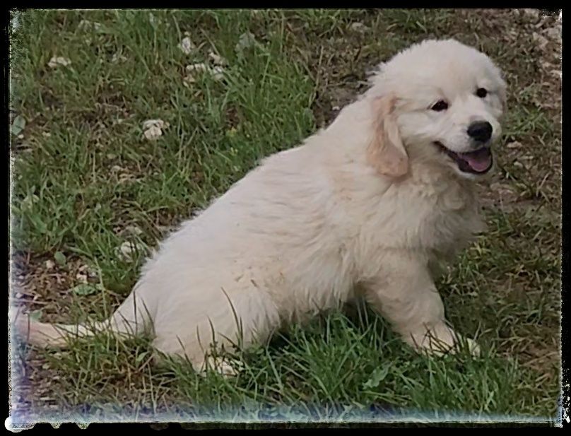 Du Diamant Des Neiges - Chiots disponibles - Golden Retriever