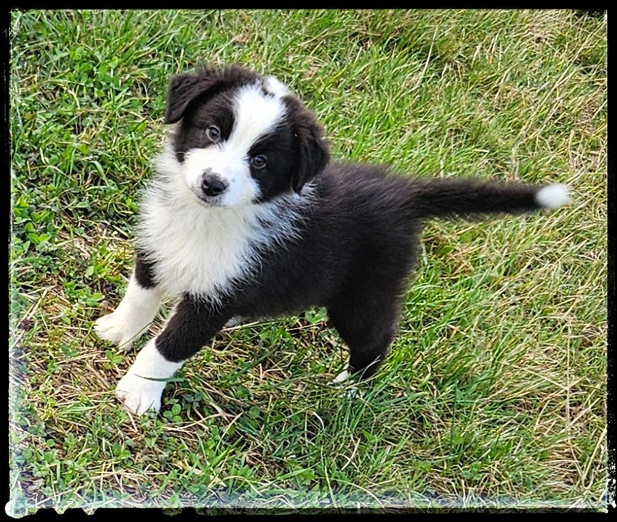 Du Diamant Des Neiges - Chiots disponibles - Berger Australien