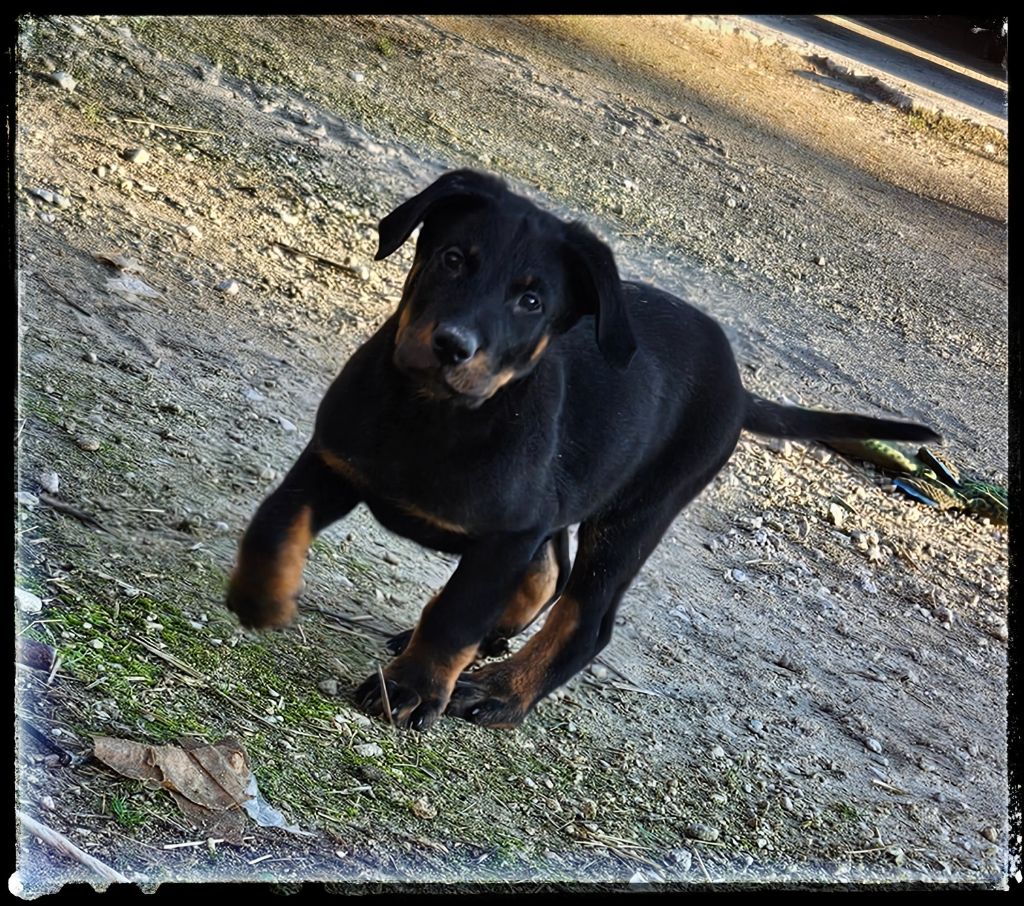 Du Diamant Des Neiges - Chiots disponibles - Berger de Beauce