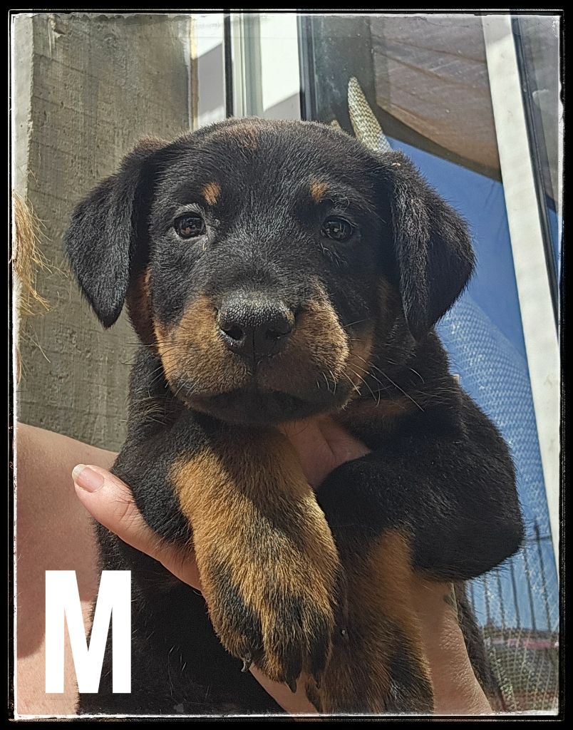 Du Diamant Des Neiges - Chiots disponibles - Berger de Beauce