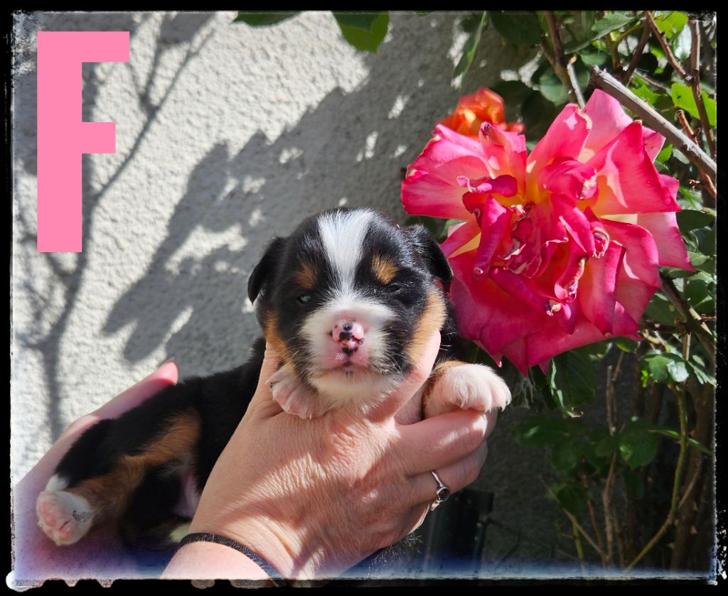 Du Diamant Des Neiges - Chiots disponibles - Berger Américain Miniature 