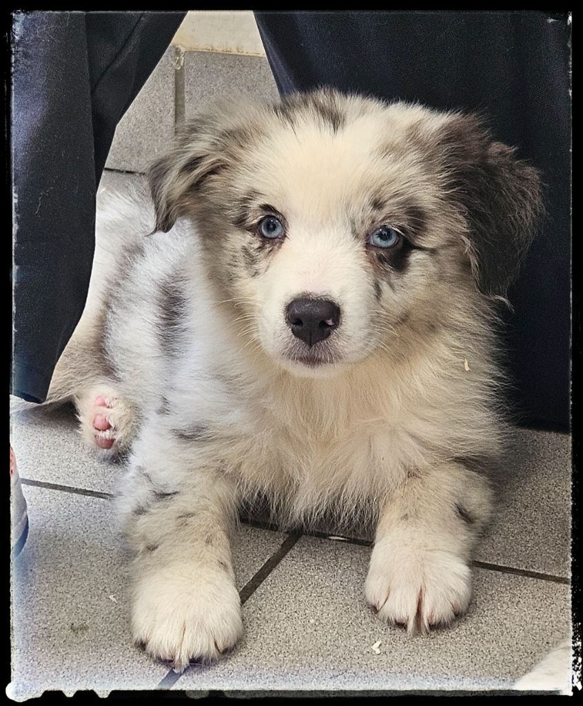 Du Diamant Des Neiges - Chiots disponibles - Berger Australien