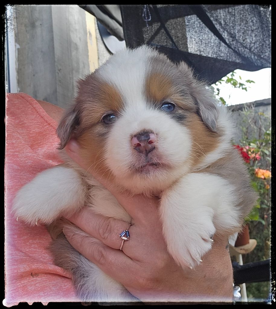 Du Diamant Des Neiges - Chiots disponibles - Berger Américain Miniature 