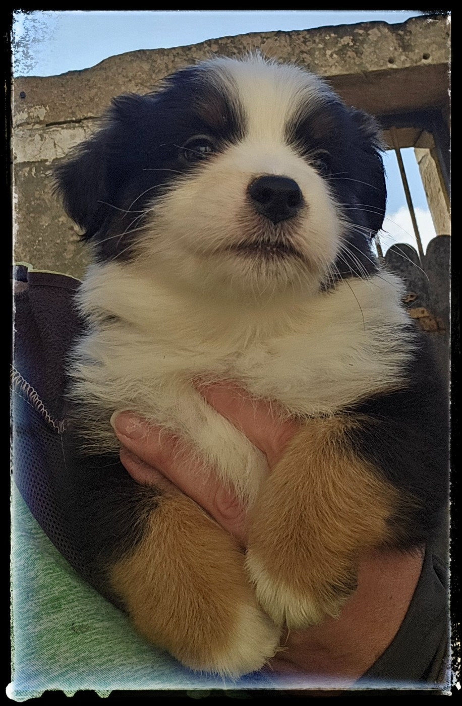 Du Diamant Des Neiges - Chiots disponibles - Berger Américain Miniature 