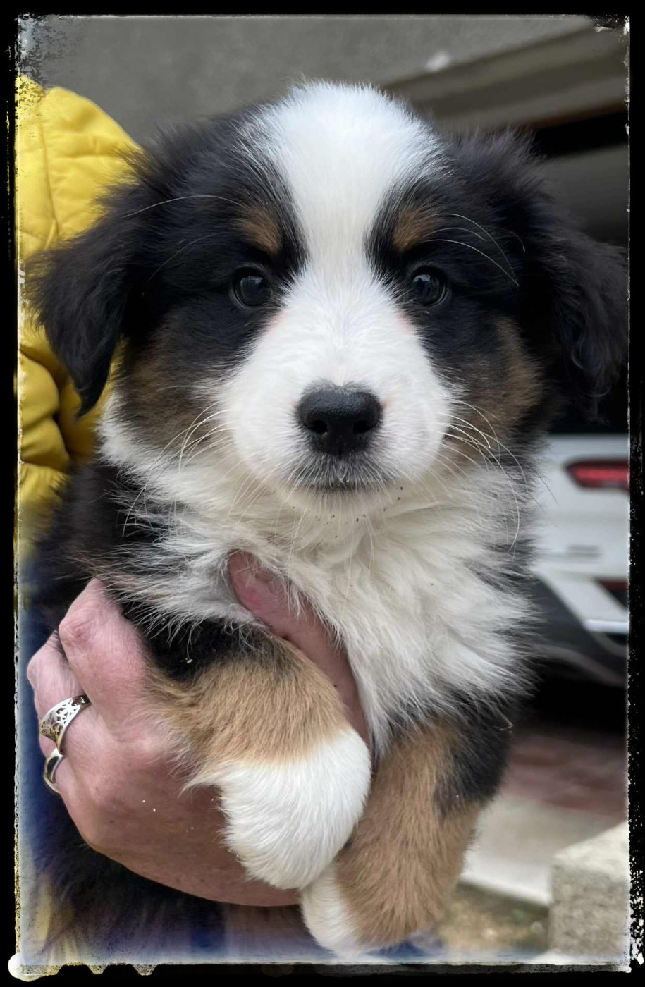 Du Diamant Des Neiges - Chiots disponibles - Berger Américain Miniature 