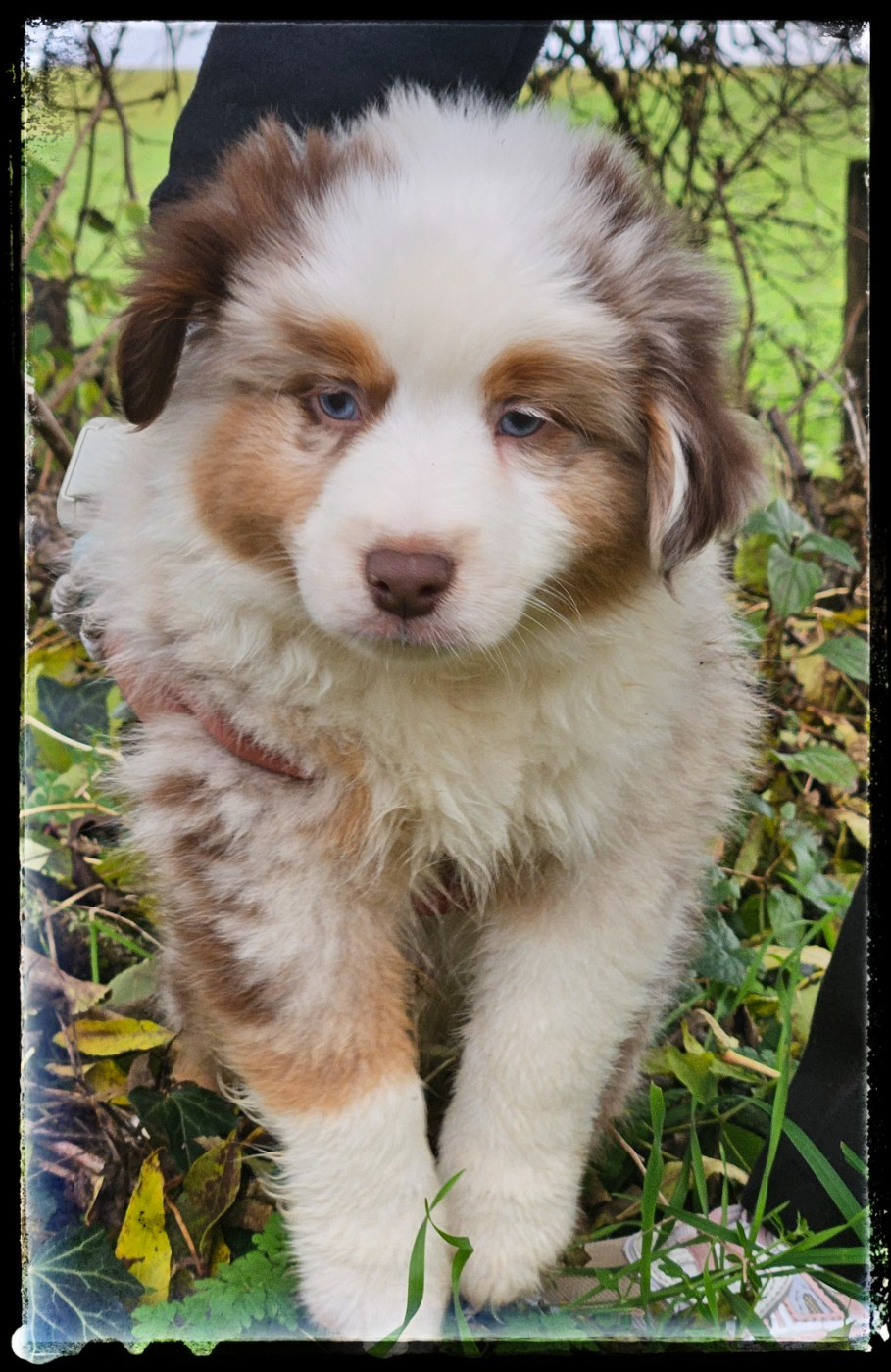 Du Diamant Des Neiges - Chiots disponibles - Berger Américain Miniature 