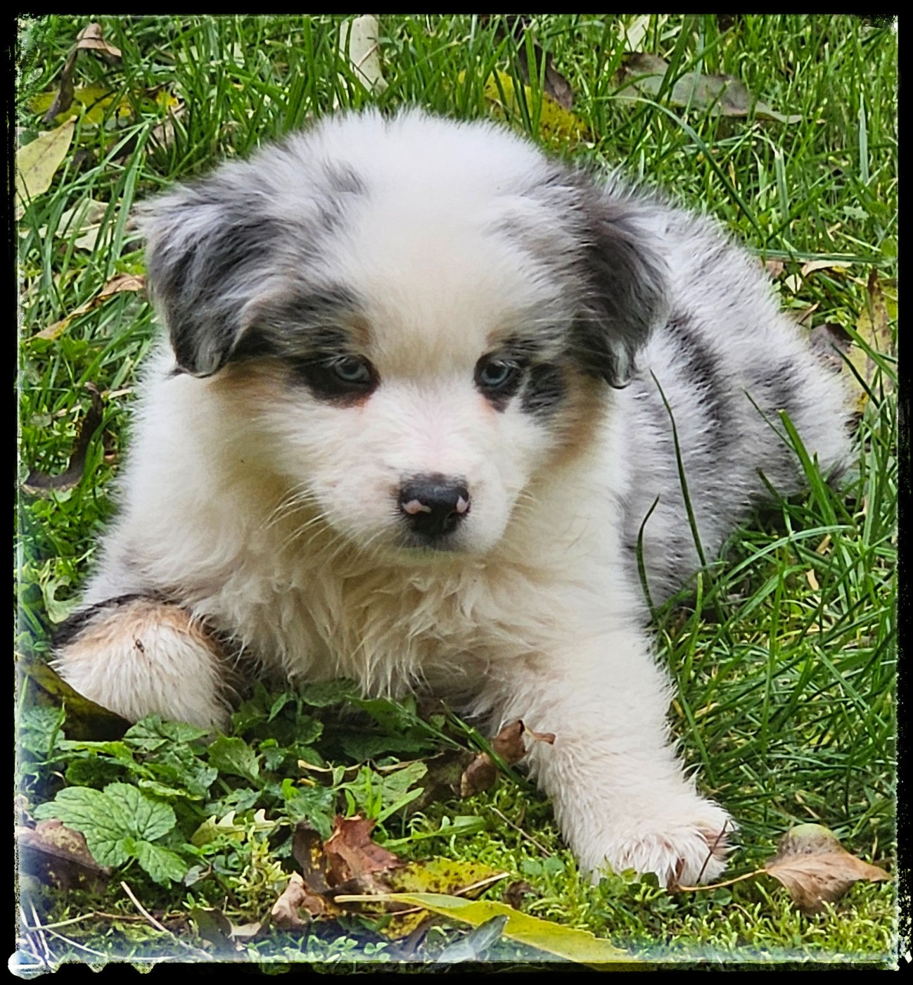 Du Diamant Des Neiges - Chiots disponibles - Berger Américain Miniature 