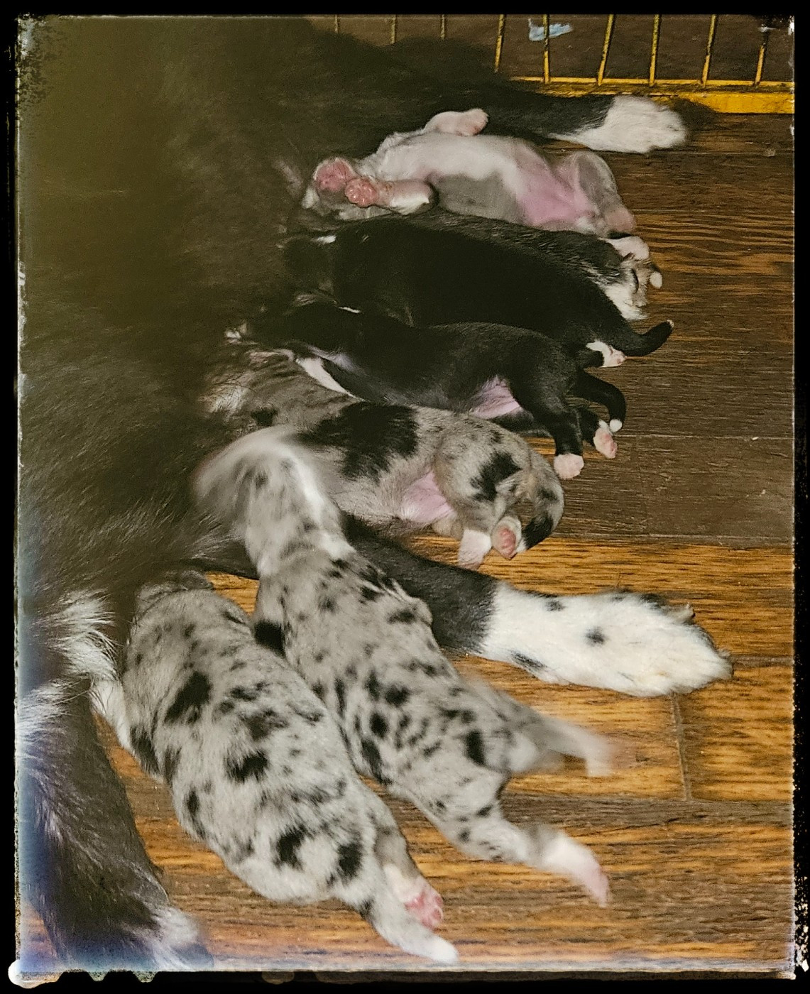 Du Diamant Des Neiges - Berger Américain Miniature  - Portée née le 26/10/2025