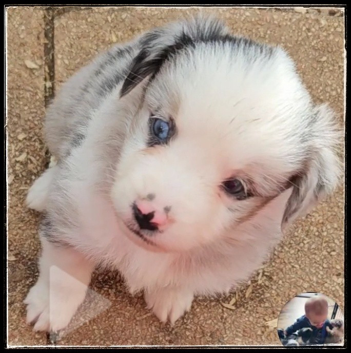 Du Diamant Des Neiges - Chiots disponibles - Berger Américain Miniature 