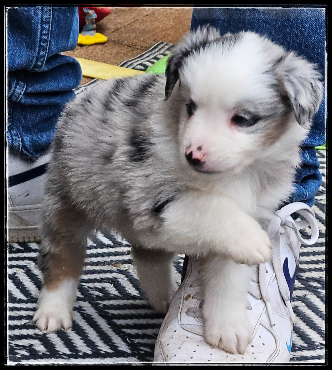 Du Diamant Des Neiges - Chiots disponibles - Berger Américain Miniature 