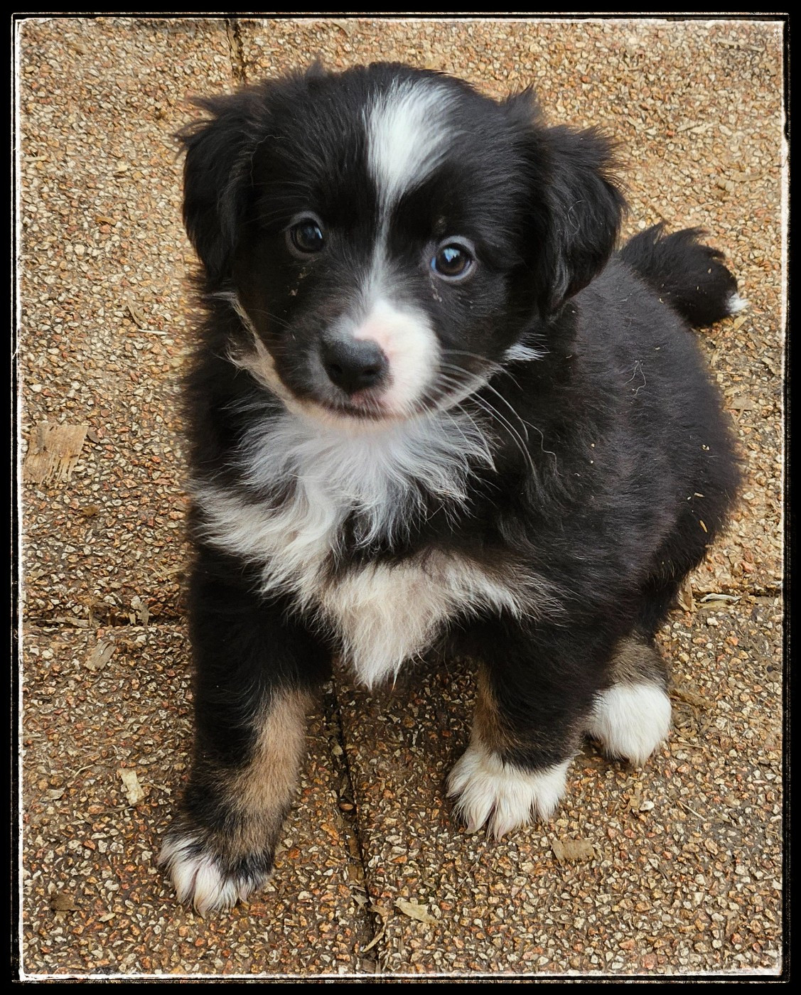 Du Diamant Des Neiges - Chiots disponibles - Berger Américain Miniature 