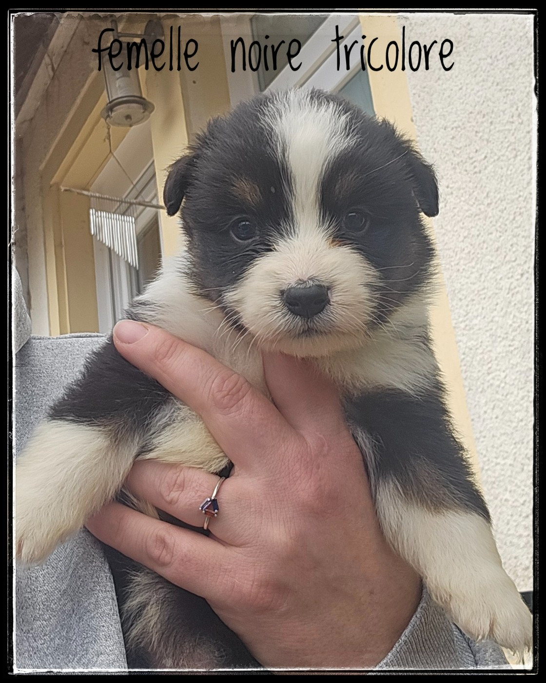Du Diamant Des Neiges - Chiots disponibles - Berger Australien