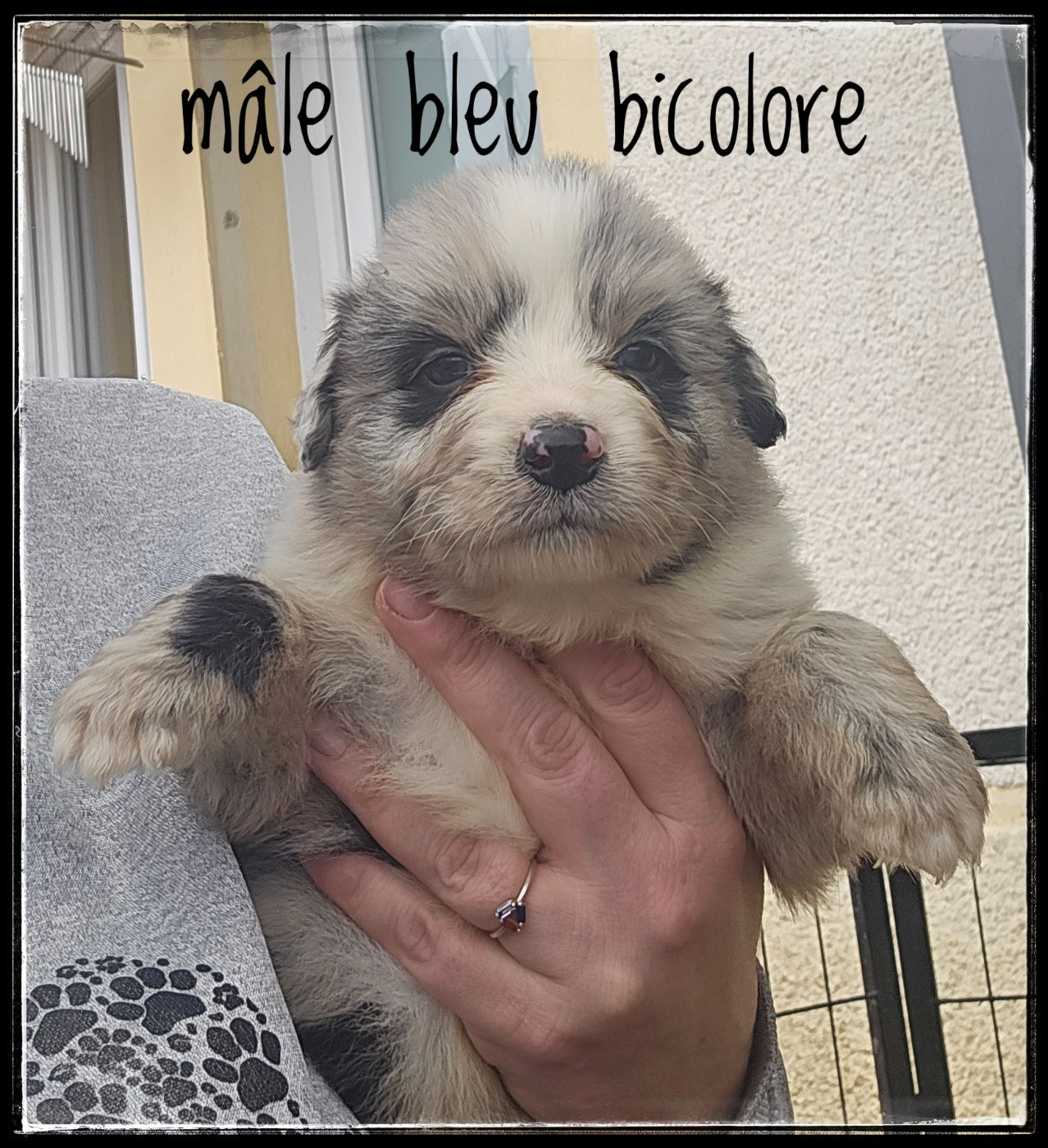 Du Diamant Des Neiges - Chiots disponibles - Berger Australien