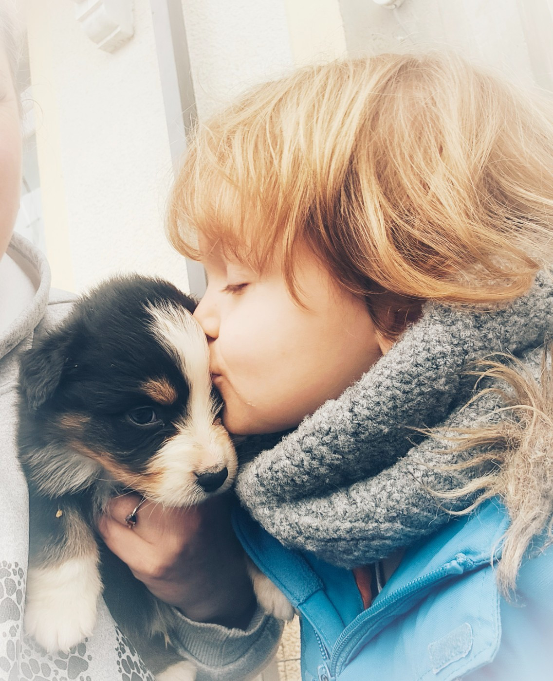 Chiot Berger Australien Du Diamant Des Neiges