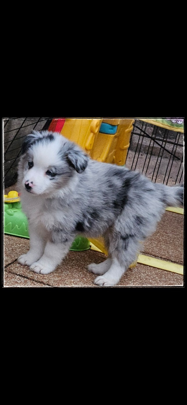 Du Diamant Des Neiges - Chiots disponibles - Berger Américain Miniature 