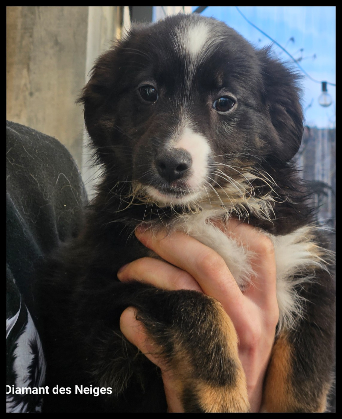 Du Diamant Des Neiges - Chiots disponibles - Berger Américain Miniature 