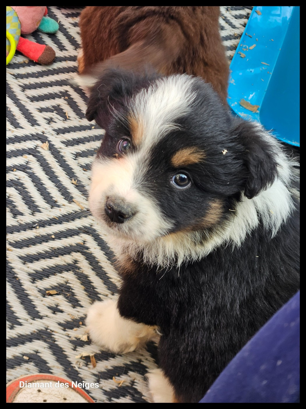 Du Diamant Des Neiges - Chiots disponibles - Berger Américain Miniature 