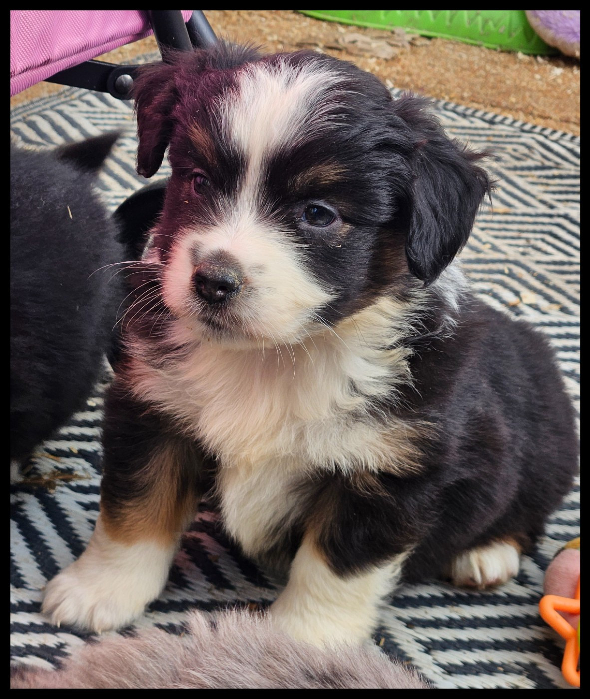 Du Diamant Des Neiges - Chiots disponibles - Berger Américain Miniature 