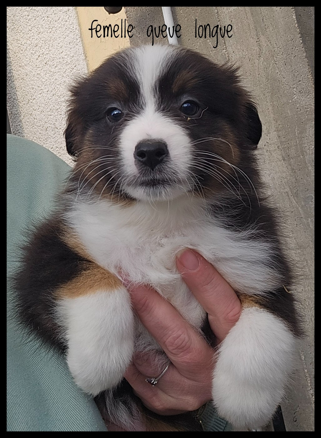 Du Diamant Des Neiges - Chiots disponibles - Berger Américain Miniature 