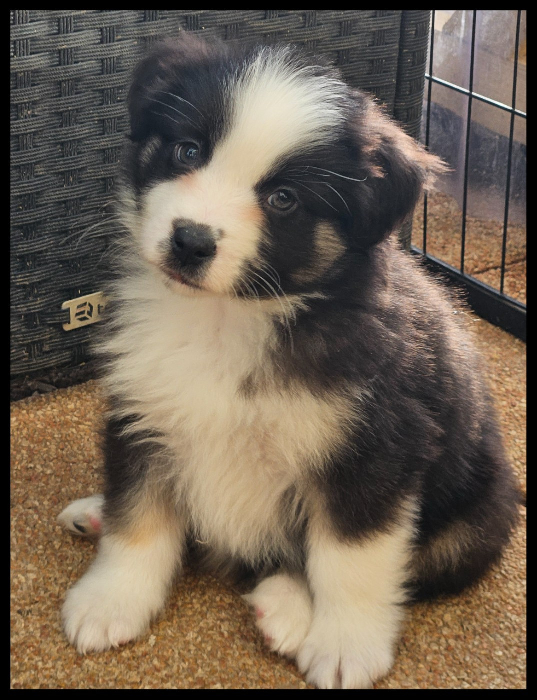 Du Diamant Des Neiges - Chiots disponibles - Berger Américain Miniature 