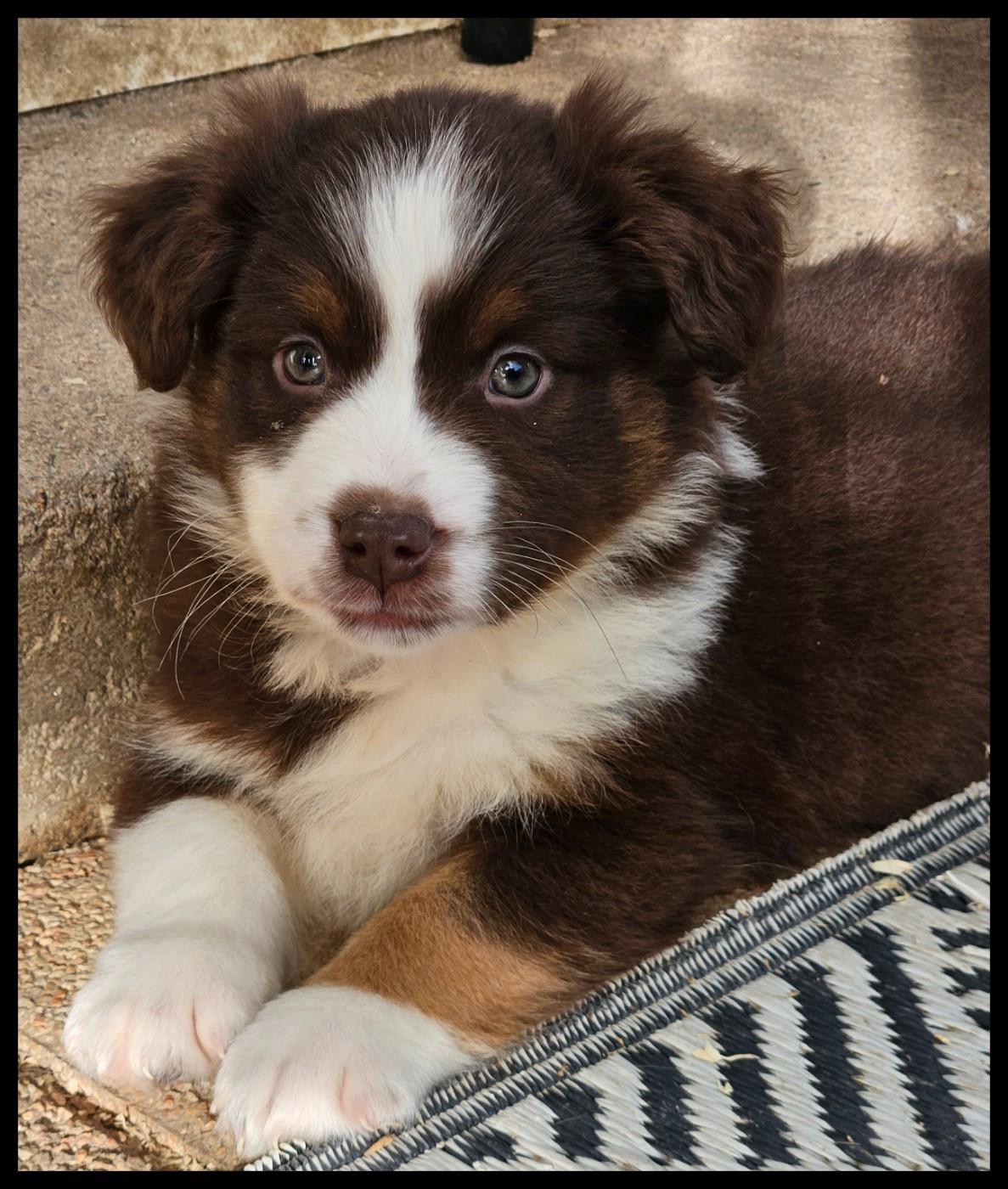 Du Diamant Des Neiges - Chiots disponibles - Berger Américain Miniature 