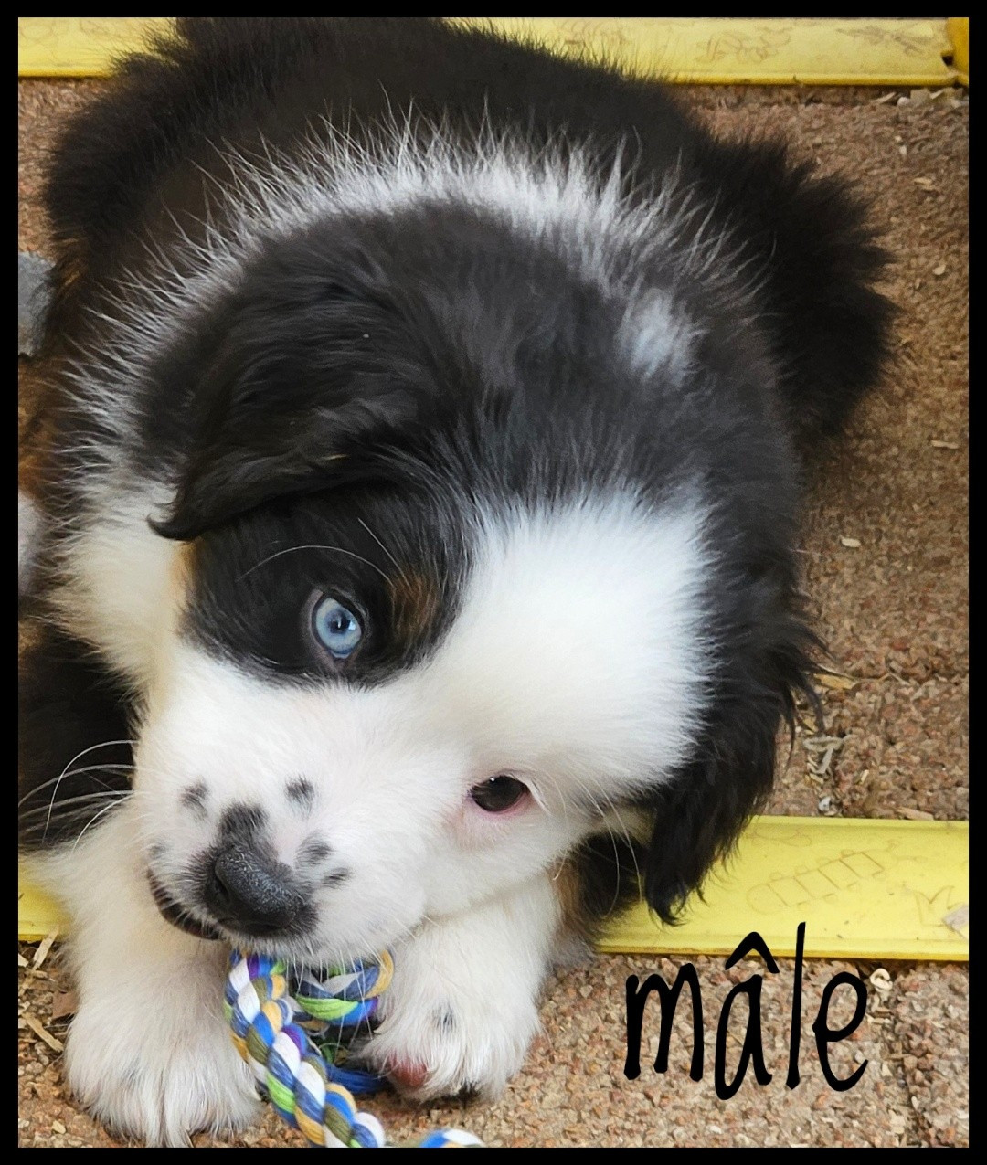 Du Diamant Des Neiges - Chiots disponibles - Berger Américain Miniature 