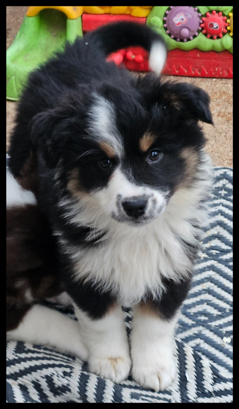 Du Diamant Des Neiges - Chiots disponibles - Berger Américain Miniature 