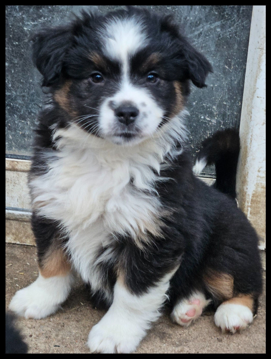 Du Diamant Des Neiges - Chiots disponibles - Berger Américain Miniature 