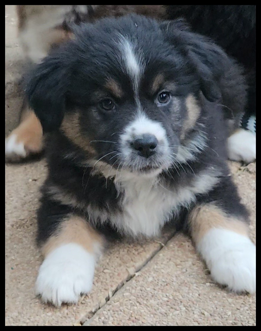 Du Diamant Des Neiges - Chiots disponibles - Berger Américain Miniature 