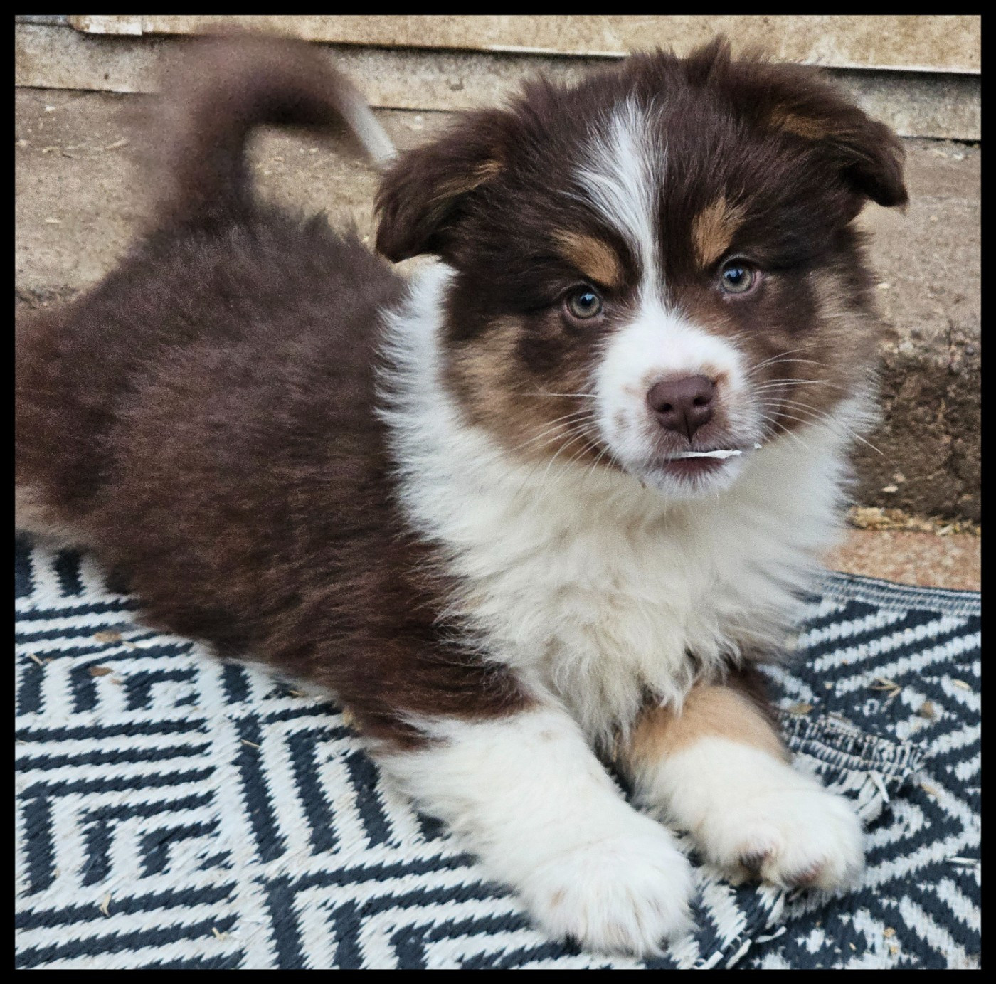 Du Diamant Des Neiges - Chiots disponibles - Berger Américain Miniature 