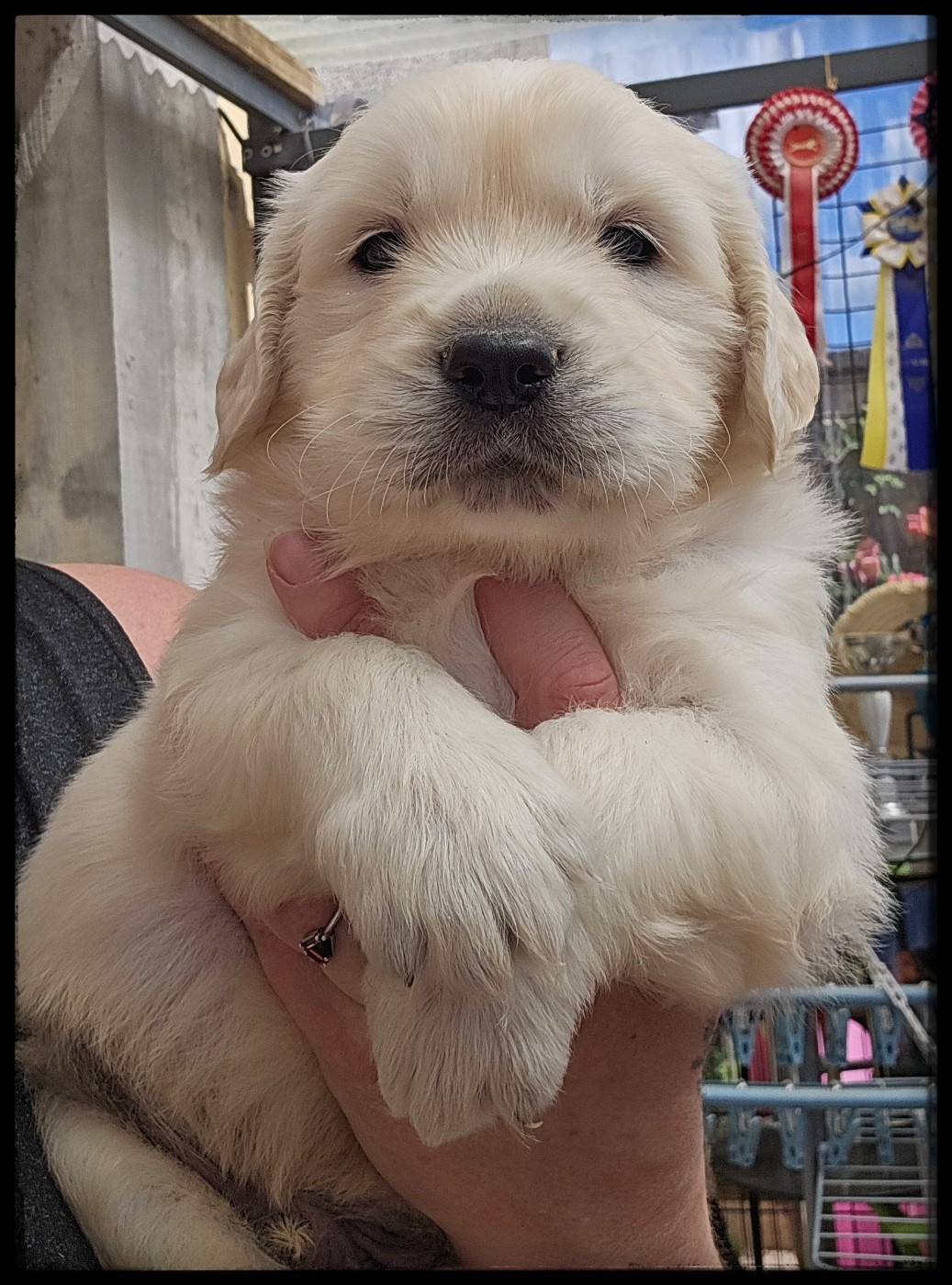 Du Diamant Des Neiges - Chiots disponibles - Golden Retriever