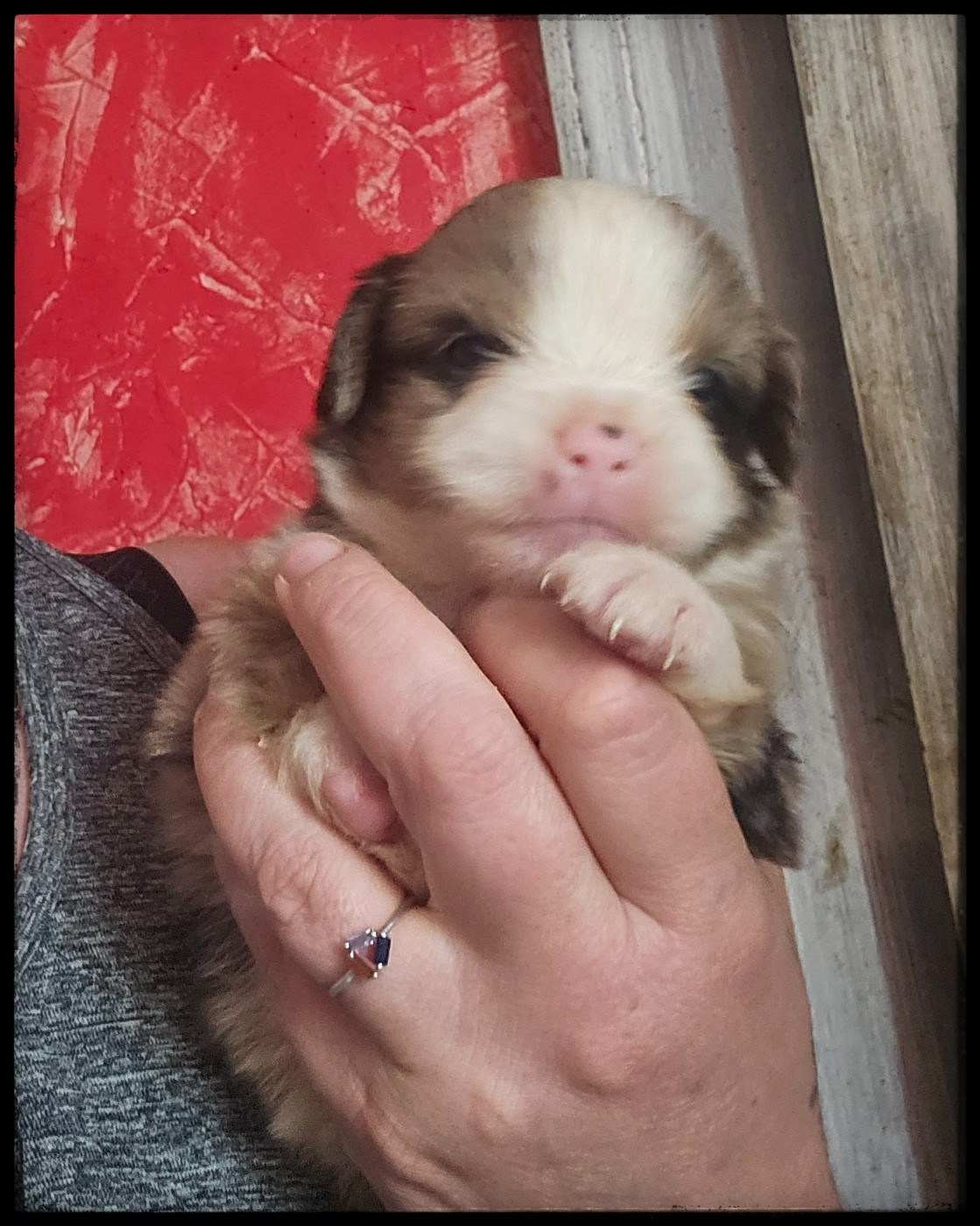 Du Diamant Des Neiges - Chiots disponibles - Berger Américain Miniature 