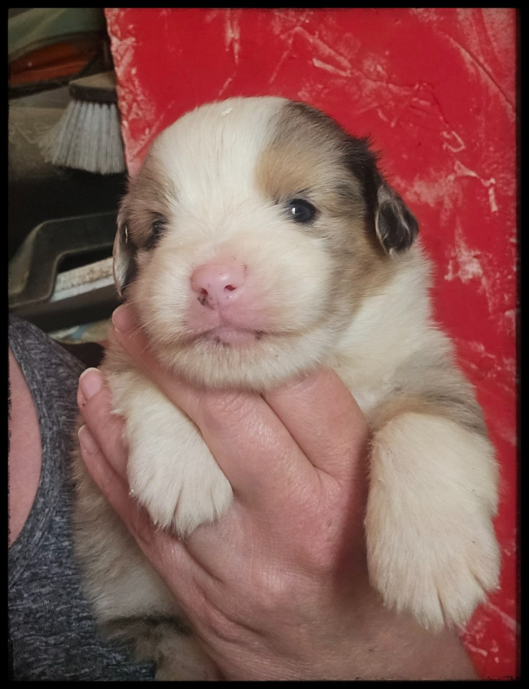 Du Diamant Des Neiges - Chiots disponibles - Berger Américain Miniature 